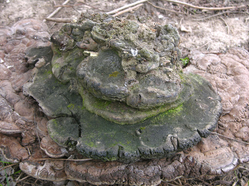 Ganoderma adspersum? (Ganoderma adspersum)